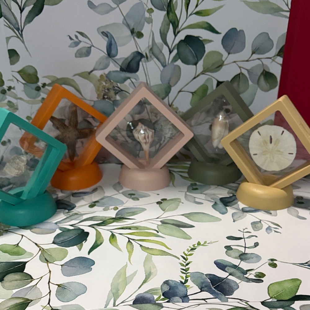 frames with shells, sand dollar & starfish.  All collected on gulf side of FL.